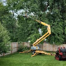 How Our Tree Care Process Works  in Zimmerman, MN